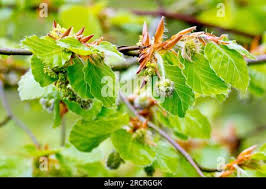Attēlu rezultāti vaicājumam “Fagus sylvatica female flower”