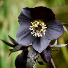 Attēlu rezultāti vaicājumam “Anemone ranunculoides bud”