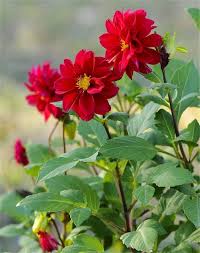 Image result for Dahlia x pinnata `Pompon Lilliput`