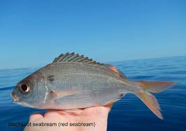 Image result for Pagellus bogaraveo