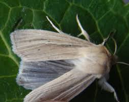 Attēlu rezultāti vaicājumam “Mythimna impura”