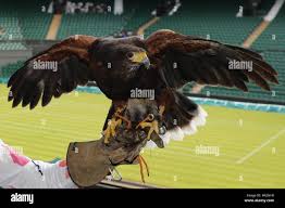 Image result for Wimbledon Hawks