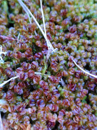 Attēlu rezultāti vaicājumam “Odontoschisma sphagni”