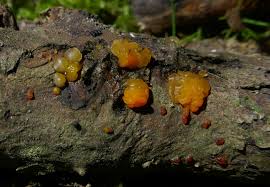 Attēlu rezultāti vaicājumam “Didymium clavus spores”