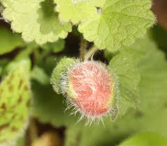 Attēlu rezultāti vaicājumam “Liposthenes glechomae”