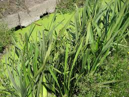 Attēlu rezultāti vaicājumam “Sparganium minimum leaf”
