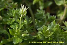 Attēlu rezultāti vaicājumam “Stellaria pallida”