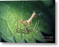 Attēlu rezultāti vaicājumam “Tetragnatha montana”