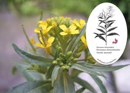 Attēlu rezultāti vaicājumam “Erysimum cheiranthoides leaf”