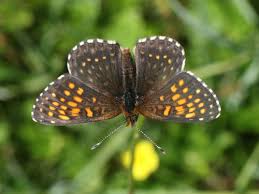 Attēlu rezultāti vaicājumam “Melitaea diamina upperside”