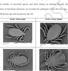 Attēlu rezultāti vaicājumam “Ixodes male”