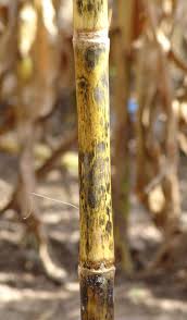 Attēlu rezultāti vaicājumam “Craterium aureum stalked”