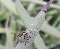 Attēlu rezultāti vaicājumam “Lygus nymph nymph”