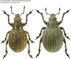 Attēlu rezultāti vaicājumam “Philopedon plagiatum”