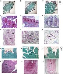 Attēlu rezultāti vaicājumam “Juglans mandshurica female flower”