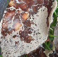 Attēlu rezultāti vaicājumam “Diderma effusum spores”