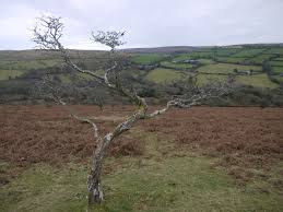 Image result for South Hams Indoor Bowls Club