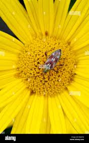 Attēlu rezultāti vaicājumam “Lygus pratensis imago”