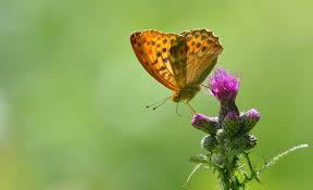 Attēlu rezultāti vaicājumam “Argynnis paphia male”
