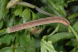 Attēlu rezultāti vaicājumam “Odezia atrata”