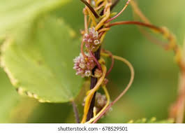 Attēlu rezultāti vaicājumam “Cuscuta europaea”