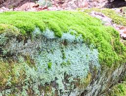 Attēlu rezultāti vaicājumam “Lophocolea minor macro”