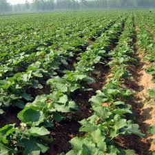 Attēlu rezultāti vaicājumam “Arctium lappa leaf”