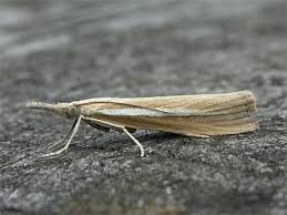 Attēlu rezultāti vaicājumam “Agriphila selasella”