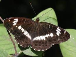 Attēlu rezultāti vaicājumam “Limenitis camilla”