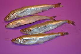 Image result for Osmerus eperlanus