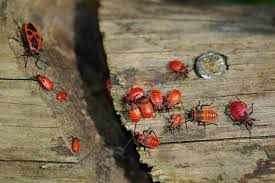 Attēlu rezultāti vaicājumam “Pyrrhocoris apterus nymph”