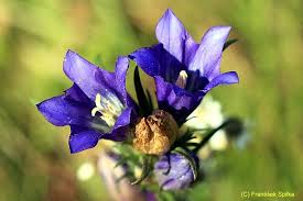 Attēlu rezultāti vaicājumam “Gentiana pneumonanthe”