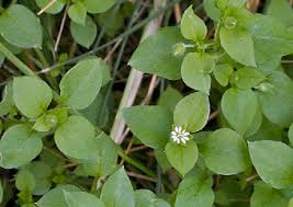 Attēlu rezultāti vaicājumam “Stellaria crassifolia leaf”
