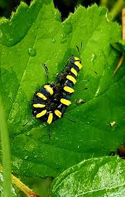 Attēlu rezultāti vaicājumam “Acronicta alni larva”