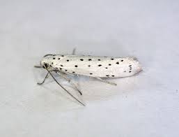 Attēlu rezultāti vaicājumam “Yponomeuta malinellus / cagnagella”