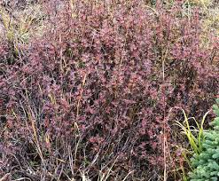 Attēlu rezultāti vaicājumam “Pentaphylloides fruticosa”