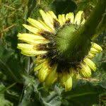 Attēlu rezultāti vaicājumam “Hypochaeris maculata leaf”