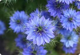 Image result for Nigella damascena