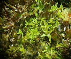 Attēlu rezultāti vaicājumam “Gyroweisia tenuis”