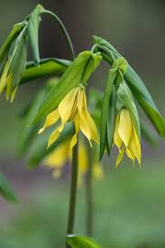 Attēlu rezultāti vaicājumam “Uvularia grandiflora flower”