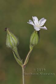 Attēlu rezultāti vaicājumam “Silene latifolia subsp. alba flower”