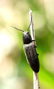 Attēlu rezultāti vaicājumam “Cidnopus aeruginosus”