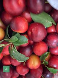 Attēlu rezultāti vaicājumam “Prunus cerasifera fruit”