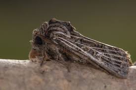 Attēlu rezultāti vaicājumam “Tholera decimalis male”