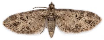 Attēlu rezultāti vaicājumam “Eupithecia exiguata”