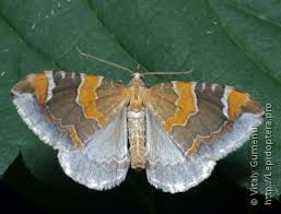 Attēlu rezultāti vaicājumam “Eulithis pyropata”