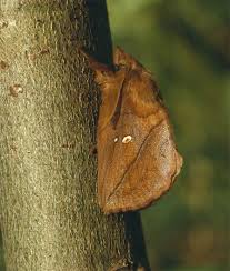 Attēlu rezultāti vaicājumam “Euthrix potatoria”