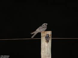 Attēlu rezultāti vaicājumam “Caprimulgus europaeus adult”