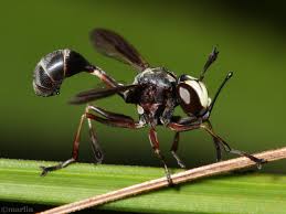 Attēlu rezultāti vaicājumam “Conopidae”