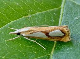 Attēlu rezultāti vaicājumam “Catoptria permutatellus”